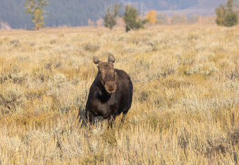 Fototapeta na wymiar Cow Shiras Moose in Autumn in Wyoming