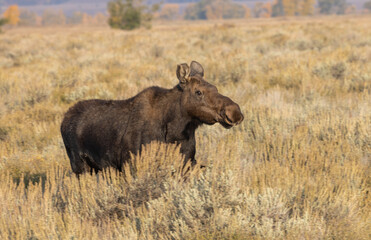 Cow Shiras Moose in Autumn in Wyoming