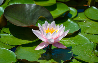 One pink water lily on a background of green leaves.