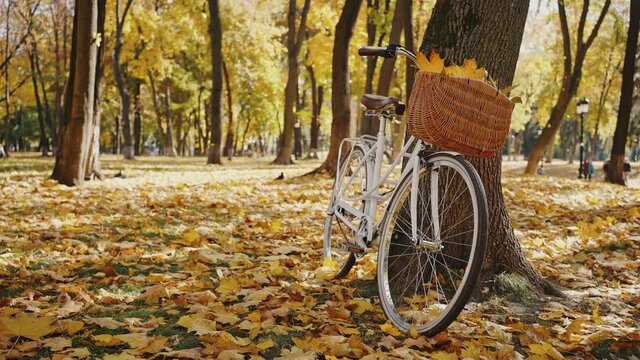 Bicycle with basket full of yellow foliage is standing by tree. Yellow leaves falling down on green grass. Autumn park. Slow motion