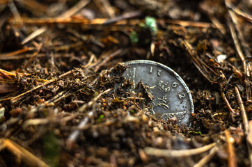 An old silver coin sticks out of the ground. Search for treasures. Lost treasures. Metal search....