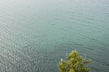 Fototapeta na wymiar Tree on Lake Bailkal, Olkhon island