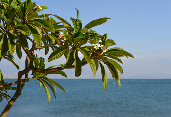 blooming plumeria against the sky and sea