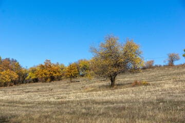 Autumn landscape of Cherna Gora (Monte Negro) mountain, Bulgaria