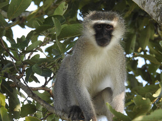 Beautiful view of a monkey on a tree in Swaziland