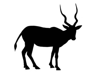 silhouette of addax on white background 