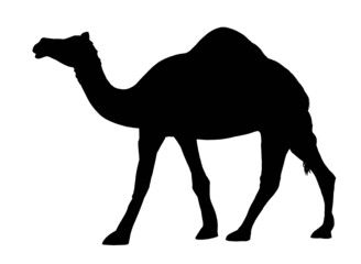 Silhouette of camel on white background