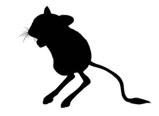 silhouette of jumping jerboa on white background 