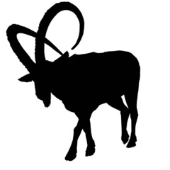 Silhouette of Nubian ibex on white background 