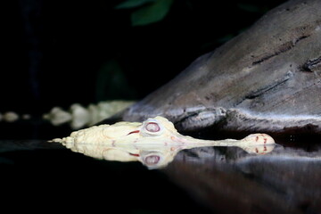 albino alligator