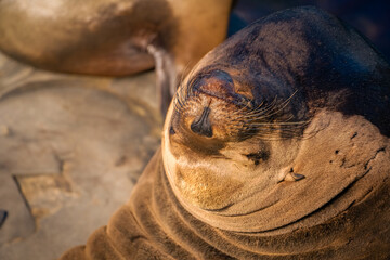 2021-11-06 A LARGE SEA LION LOOKING UP SUNNING ON THE ROCKS IN LA JOLLA CALIFORNIA