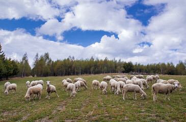 Obraz na płótnie Canvas Sheep flock grazing outdoors. Vlasina lake, Eastern Serbia