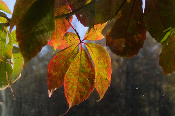 Red autumn leaves of wild grape (Parthenocissus quinquefolia)