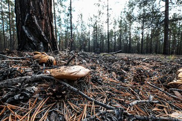 Taiga forest, Olkhon island, Siberia