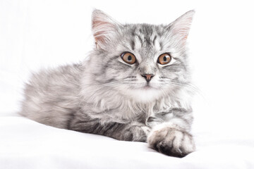 A gray striped cat lies on a white background.
