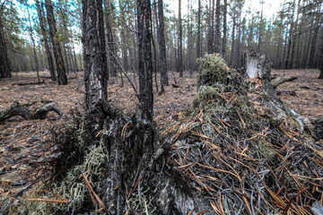 Taiga forest, Olkhon island, Siberia