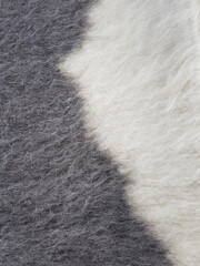Furry soft texture of goat, white and grey background. Animal skin patterns