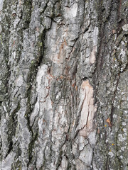 Texture of old wood close up. Natural wooden background