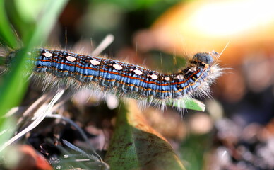 caterpillar on a leaf