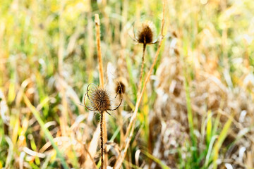 Dried  flowers of teasel ,dipsacus
