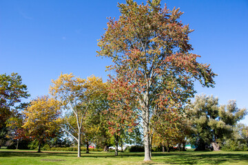 Fall Tree Landscape