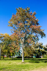Naklejka premium Fall Tree Landscape
