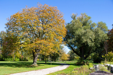 Fall Tree Landscape