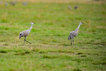 Lesser Sandhill Cranes at Merced NWR