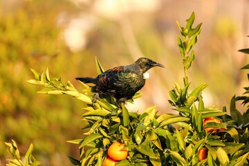 Juvenile Tui in a mandarin fruit tree