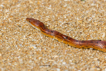 A corn snake (Pantherophis guttatus) lying on a sandy path in St. Augustine, Florida.