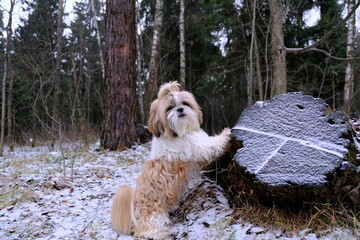 shih tzu dog stands near a sawn tree in a winter forest