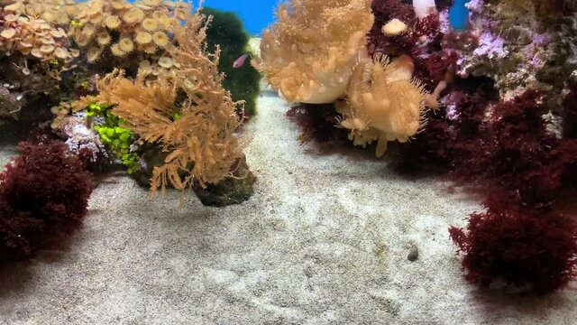 Tropical coral reef . 4K