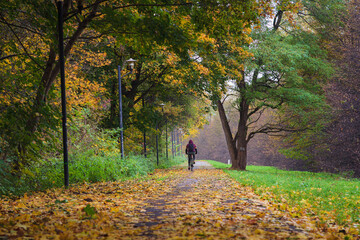 park, aleja, jesień, pory roku, kolory, liście, drzewa, przyroda, natura, droga, bory, las,...