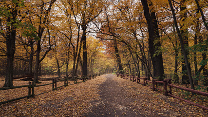 Alejka w parku późną jesienią, kolorowe jesienne liście