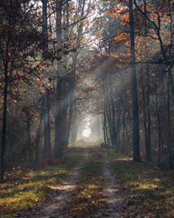 mglisty, jesienny dzień w lesie pod Warszawą