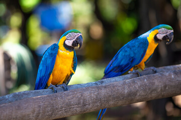 Imagens do Pantanal Sul-matogrossense - Brasil