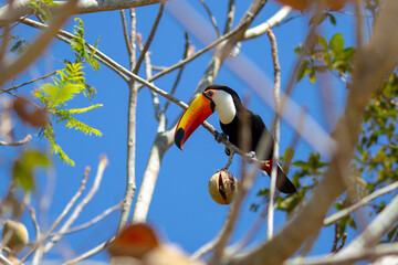 Imagens do Pantanal Sul-matogrossense - Brasil