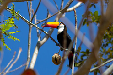 Imagens do Pantanal Sul-matogrossense - Brasil