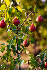 Pear tree. Pear green garden with fruit.