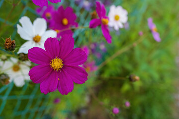 Closeup photo of Garden Cosmos flower in a garden with out of focus background effect with copy paste space