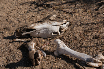 Horse Skull and Bones