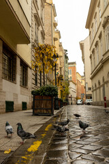 Fototapeta na wymiar pigeons in the empty street of Budapest 