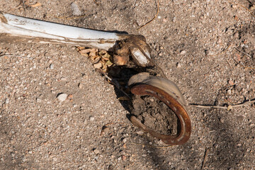 Skeleton with Horseshoe