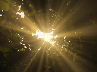 sun shining through a tree
