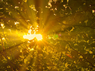 Obraz na płótnie Canvas autumn leaves in the sun