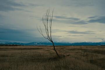 Tree in field