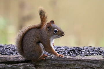 Red squirrel fighting to get some of the food put out by people in the forest