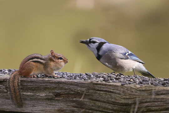 Chipmunk alone or fighting with blue jay over food on fence in fall day
