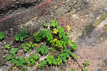 Common yellow woodsorrel, Yellow woodsorrel or common yellow oxalis (Oxalis stricta)