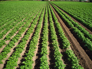 Fototapeta na wymiar Aerial close up view of potato crop field in English countryside 
